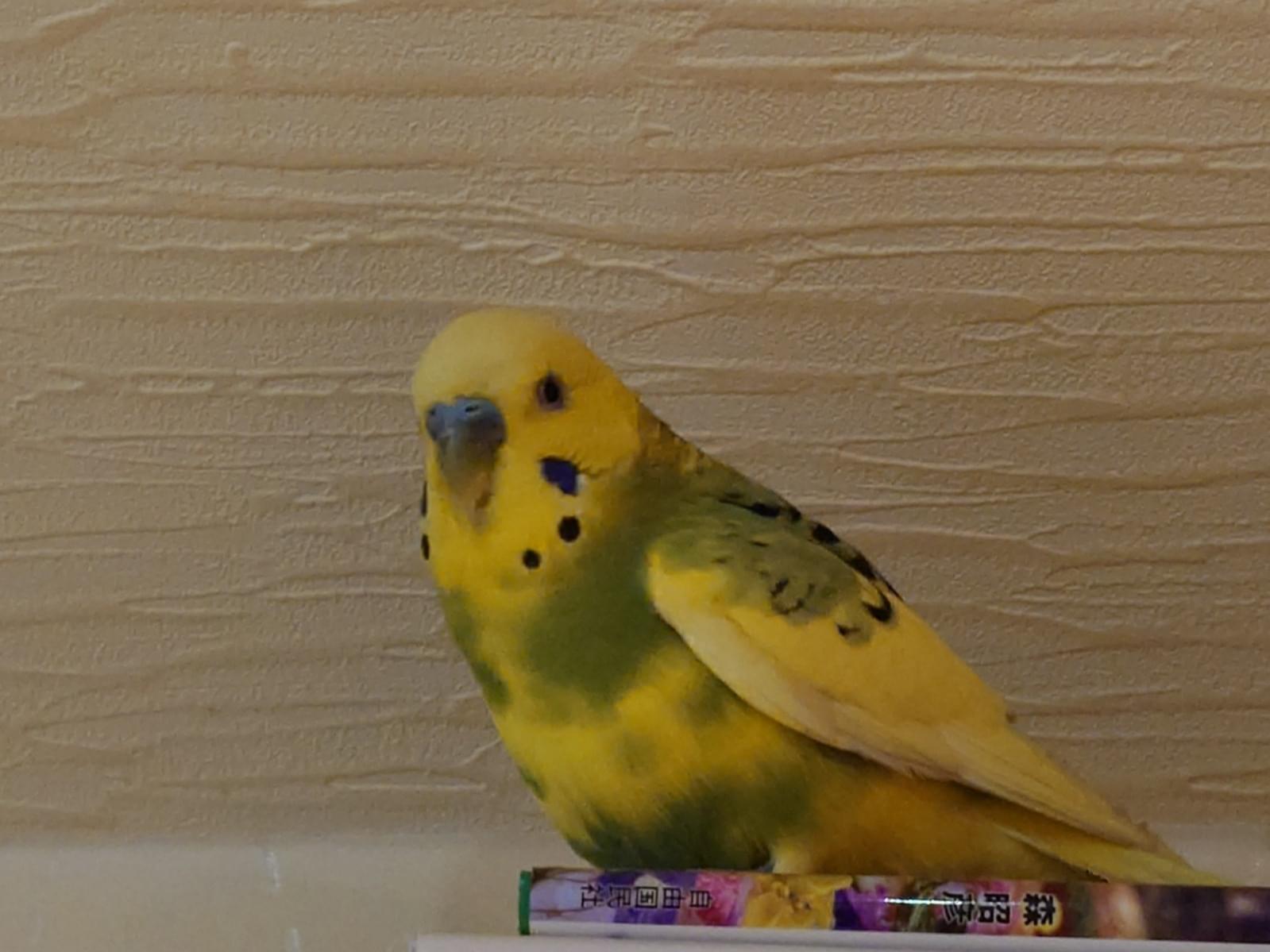 保護された鳥 保護された鳥