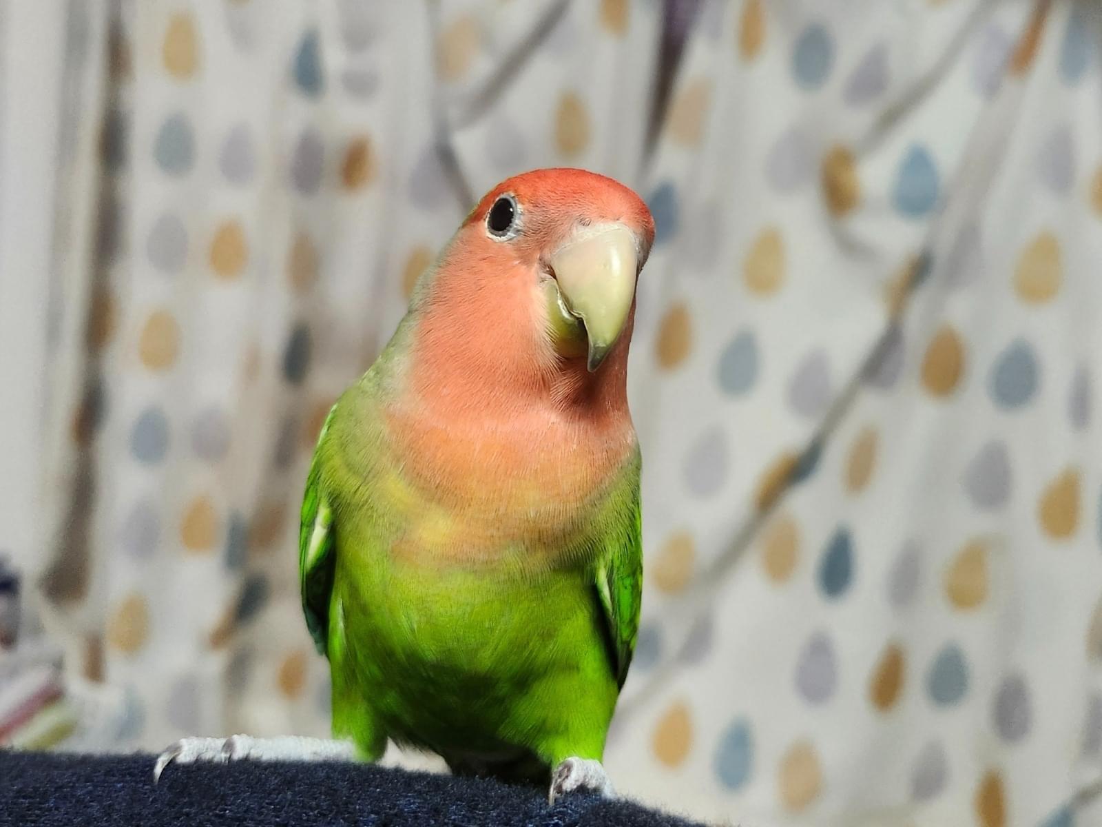 グリーンちゃん