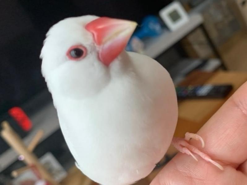おちゃちゃん おちゃちゃん