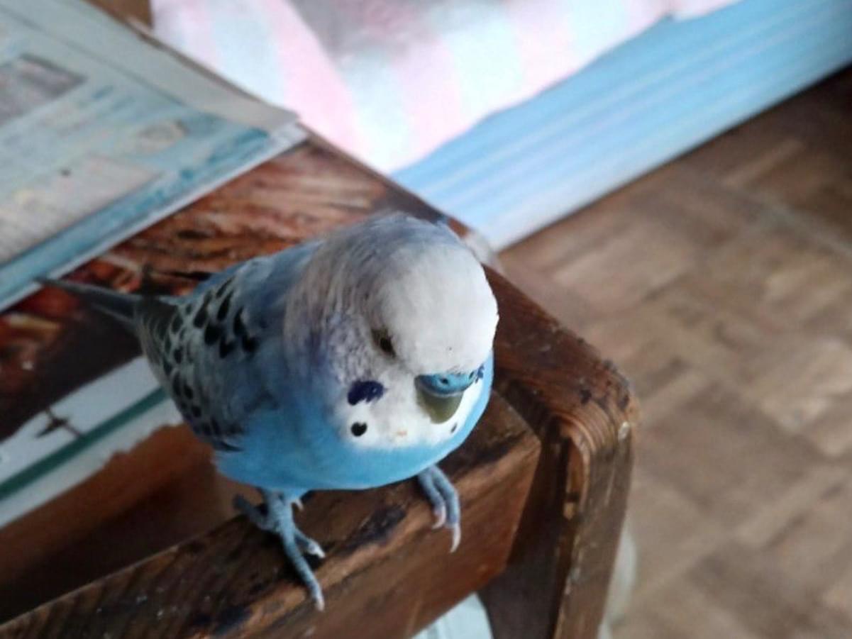 ぴーくんちゃん