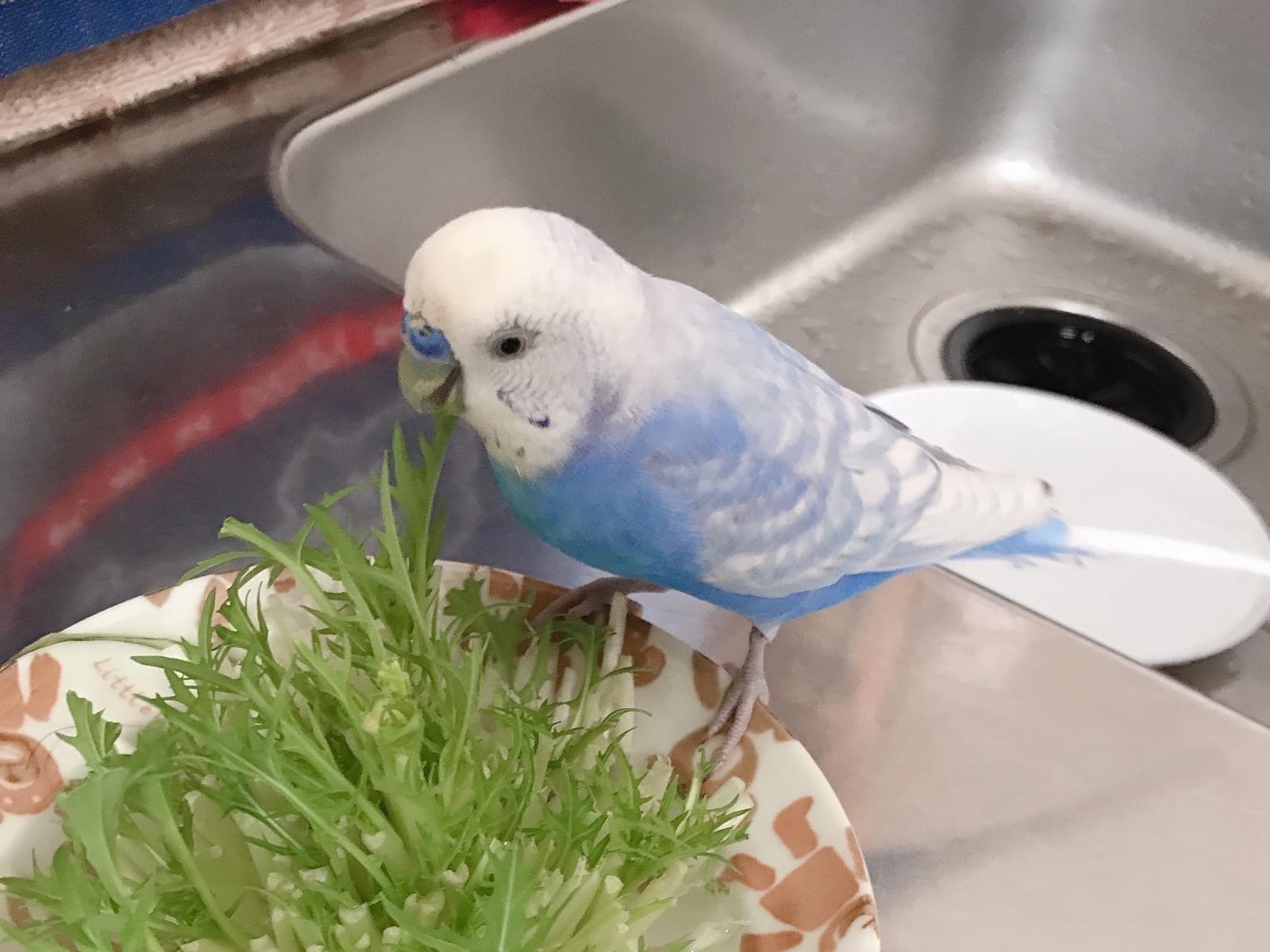 ぴーちゃん ぴーちゃん