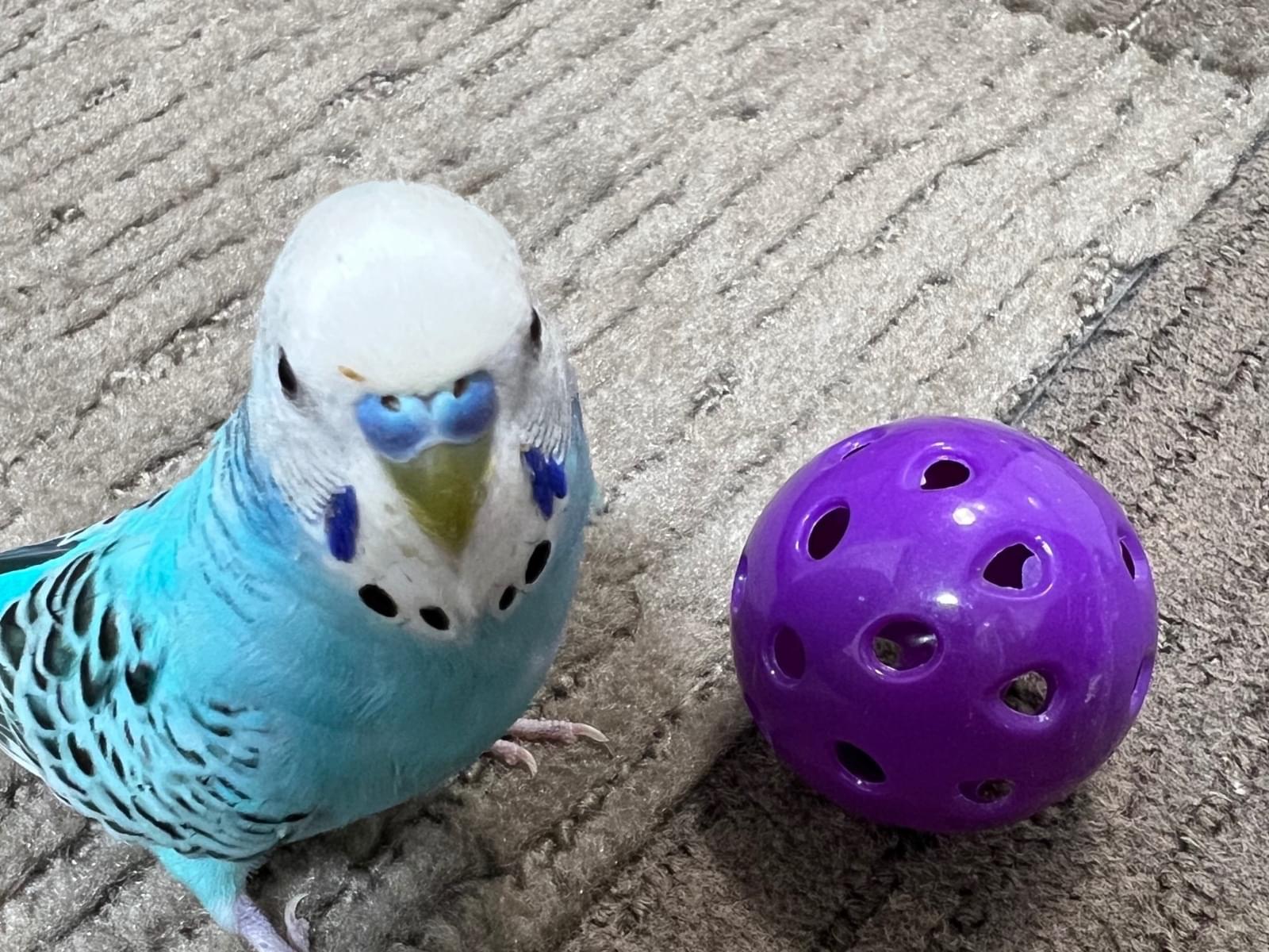 ももちゃん ももちゃん
