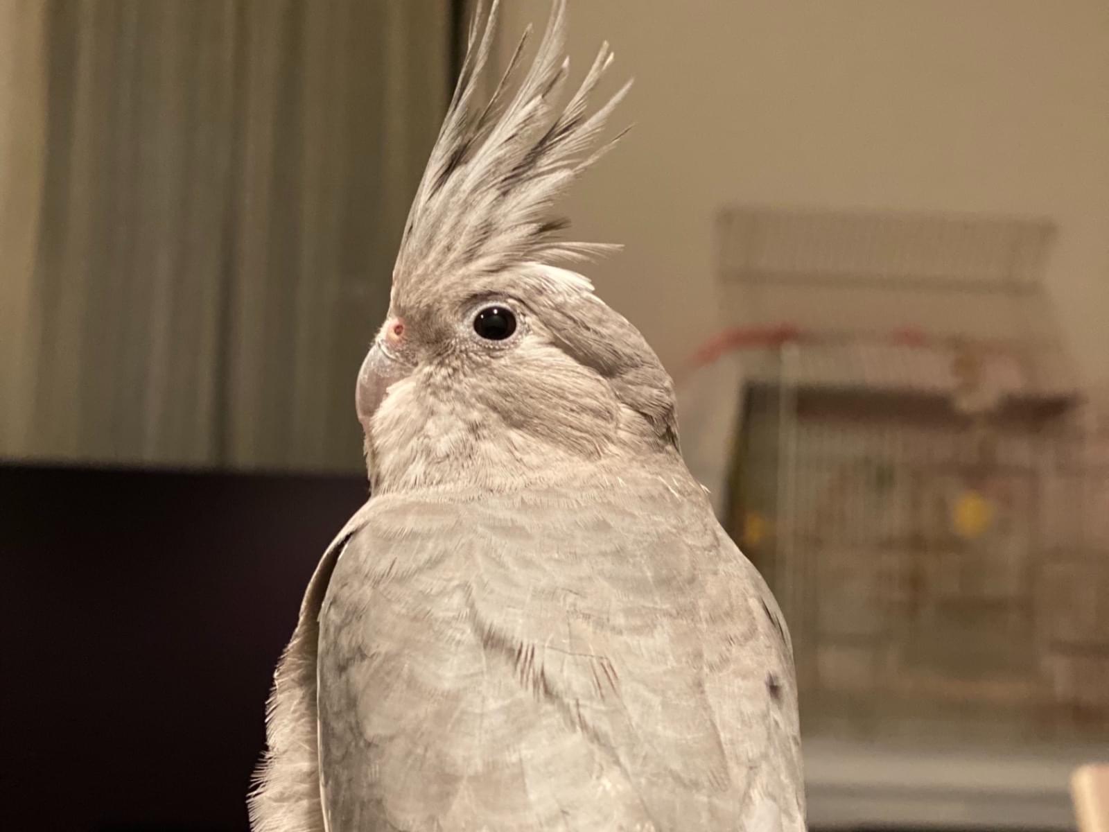 ぴーちゃん ぴーちゃん