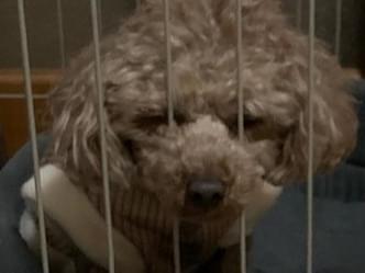 保護された犬 保護された犬