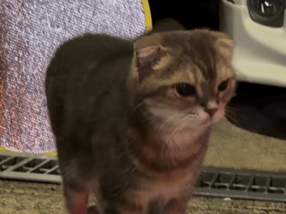 目撃された猫