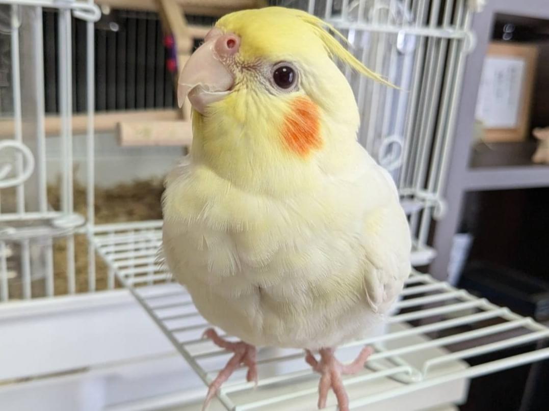だいずちゃん だいずちゃん