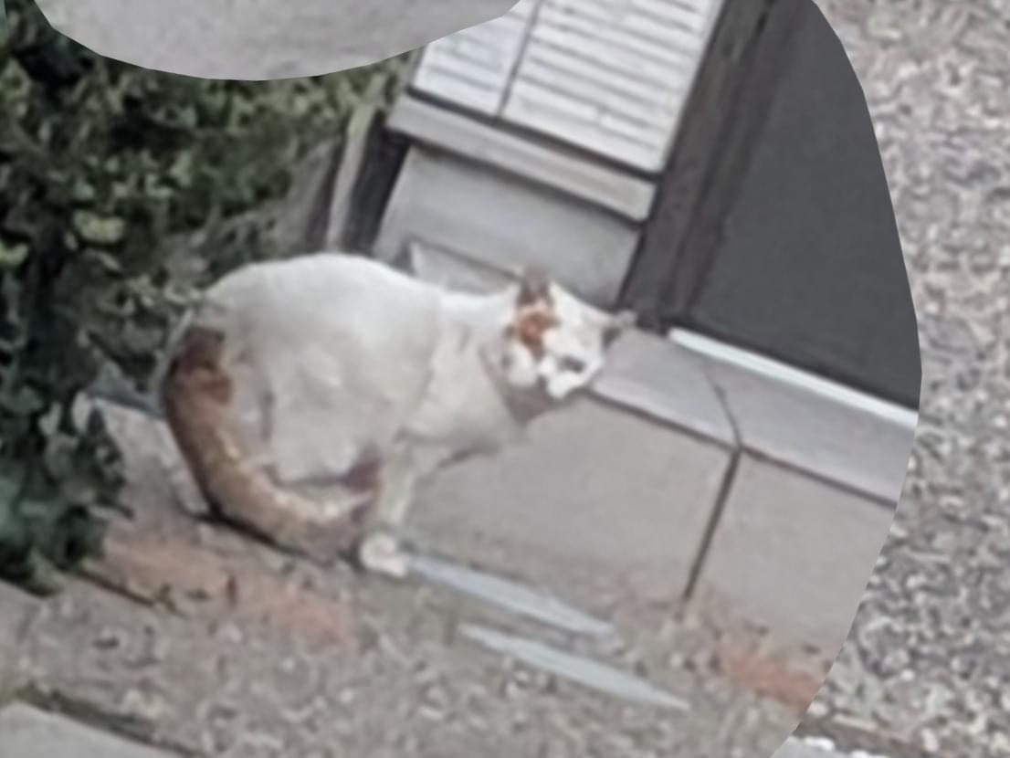 目撃された猫 目撃された猫