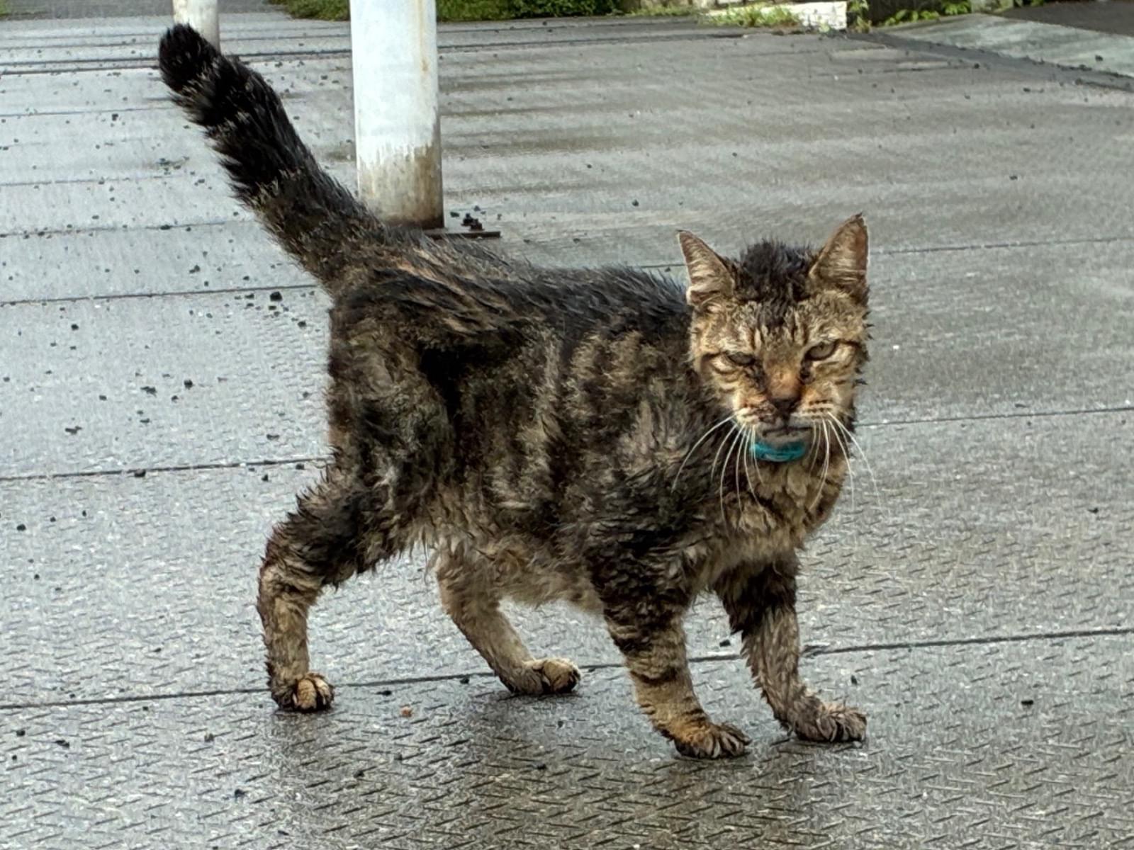 目撃された猫 目撃された猫