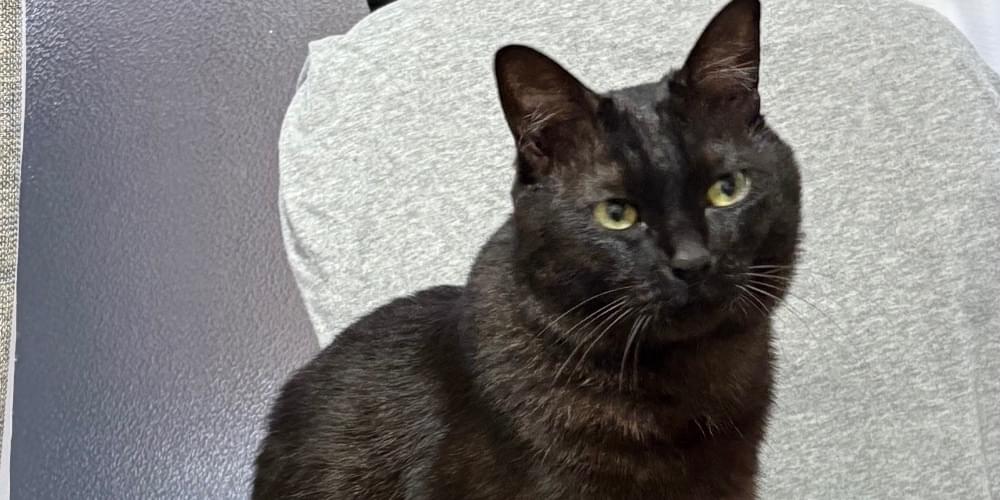 黒猫。 断捨離中出品 黒猫探しています