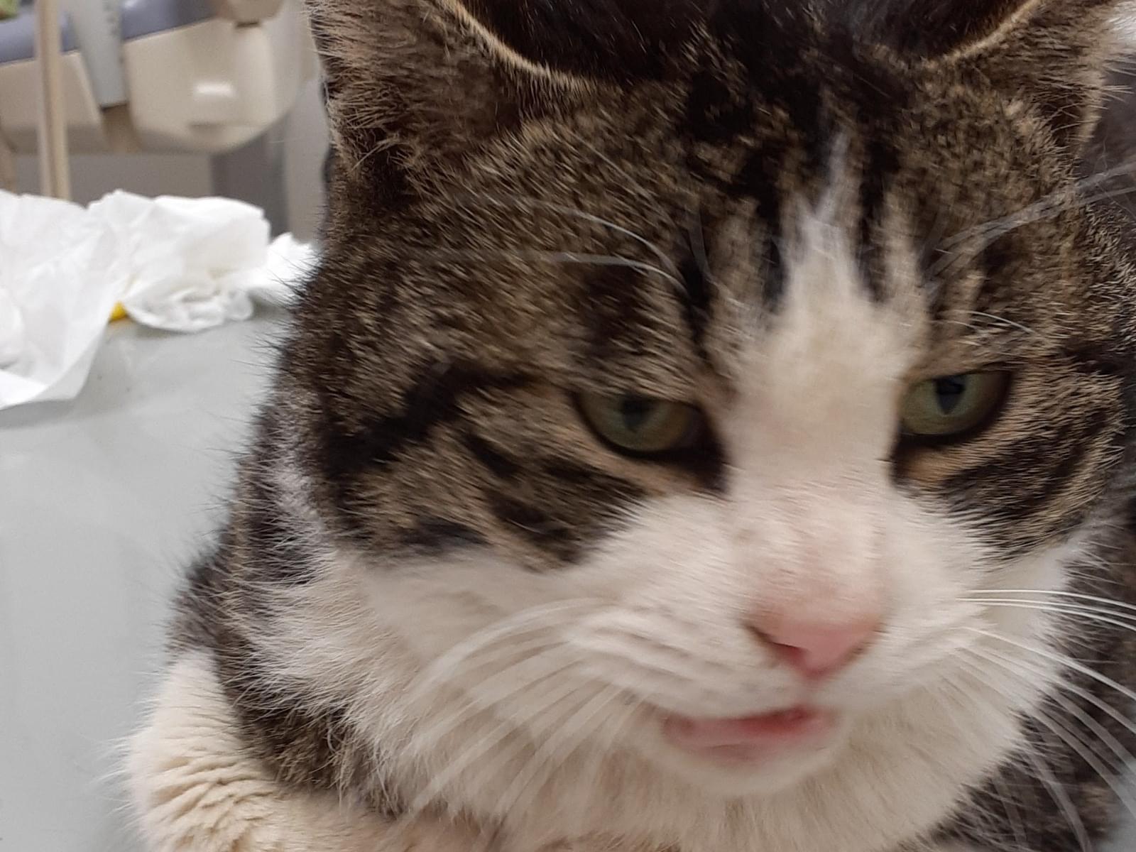 保護された猫 保護された猫