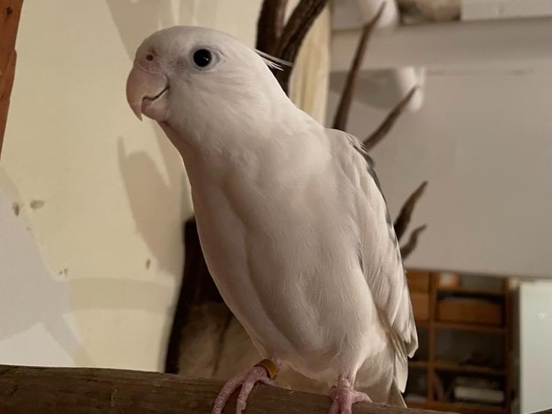 ぎんちゃん ぎんちゃん