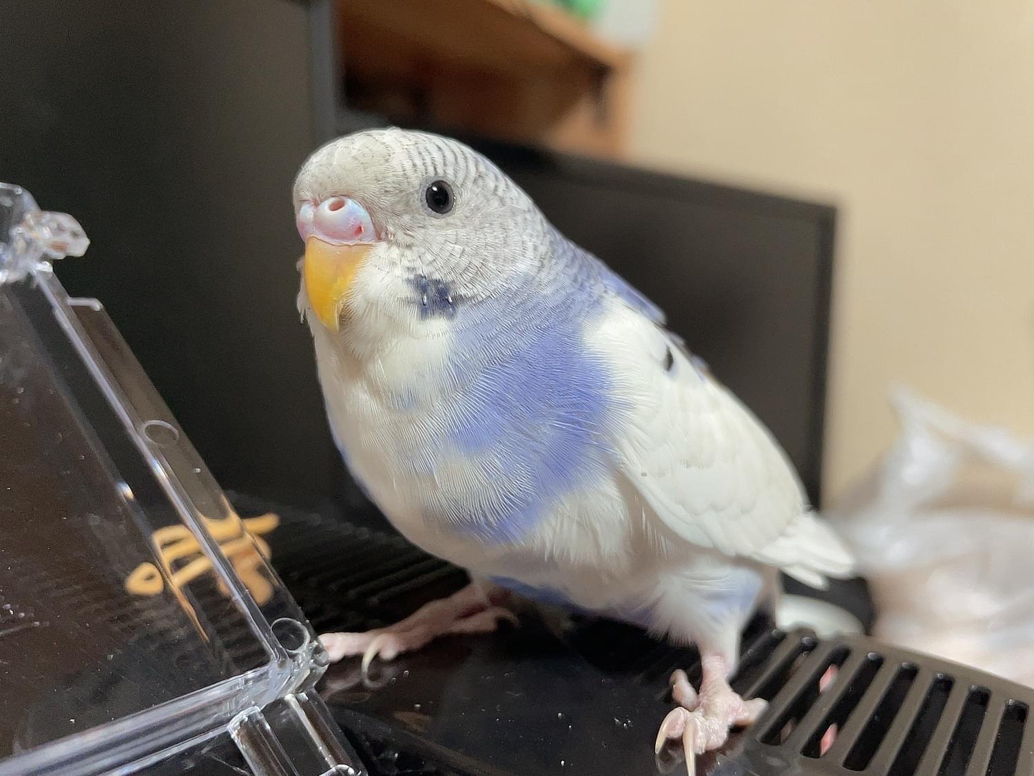 ぽぽちゃん ぽぽちゃん