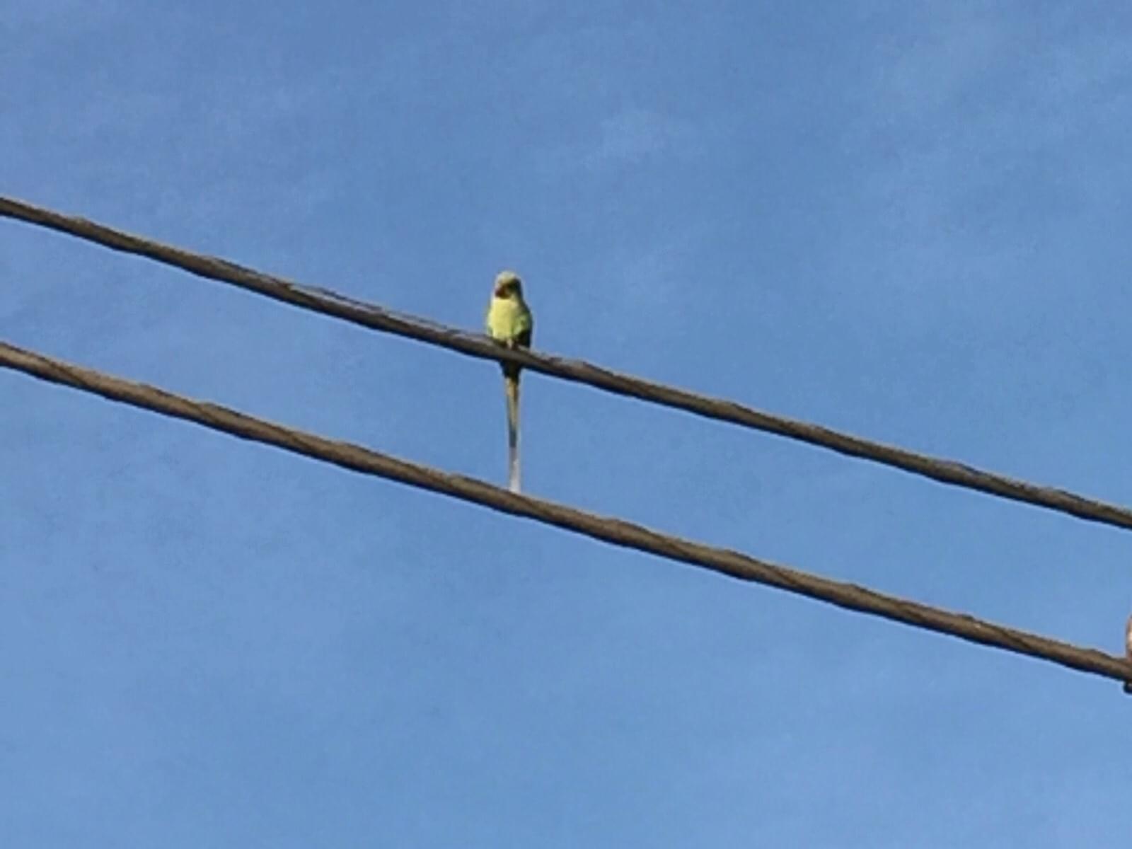 目撃された鳥 目撃された鳥