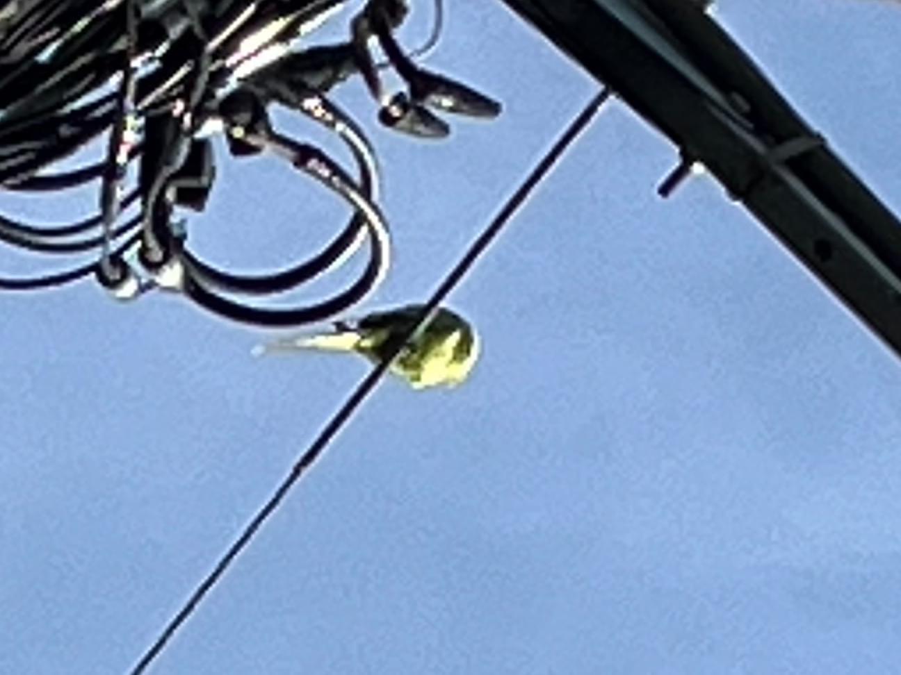 目撃された鳥 目撃された鳥