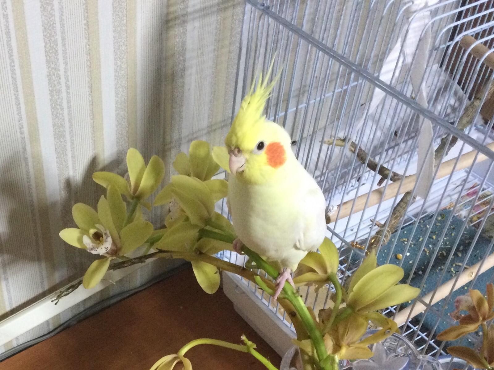 ももちゃん ももちゃん