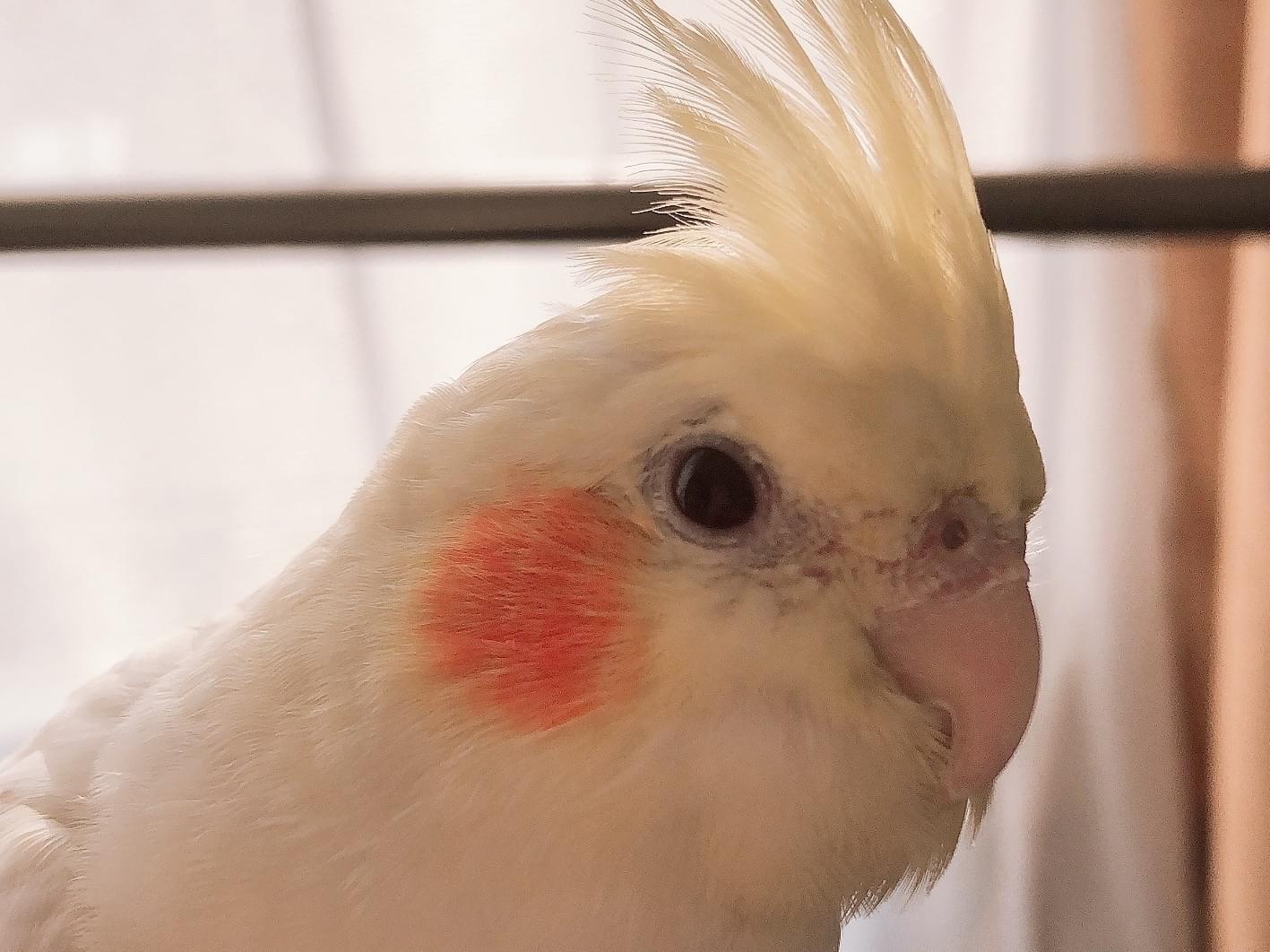 むぎちゃん むぎちゃん