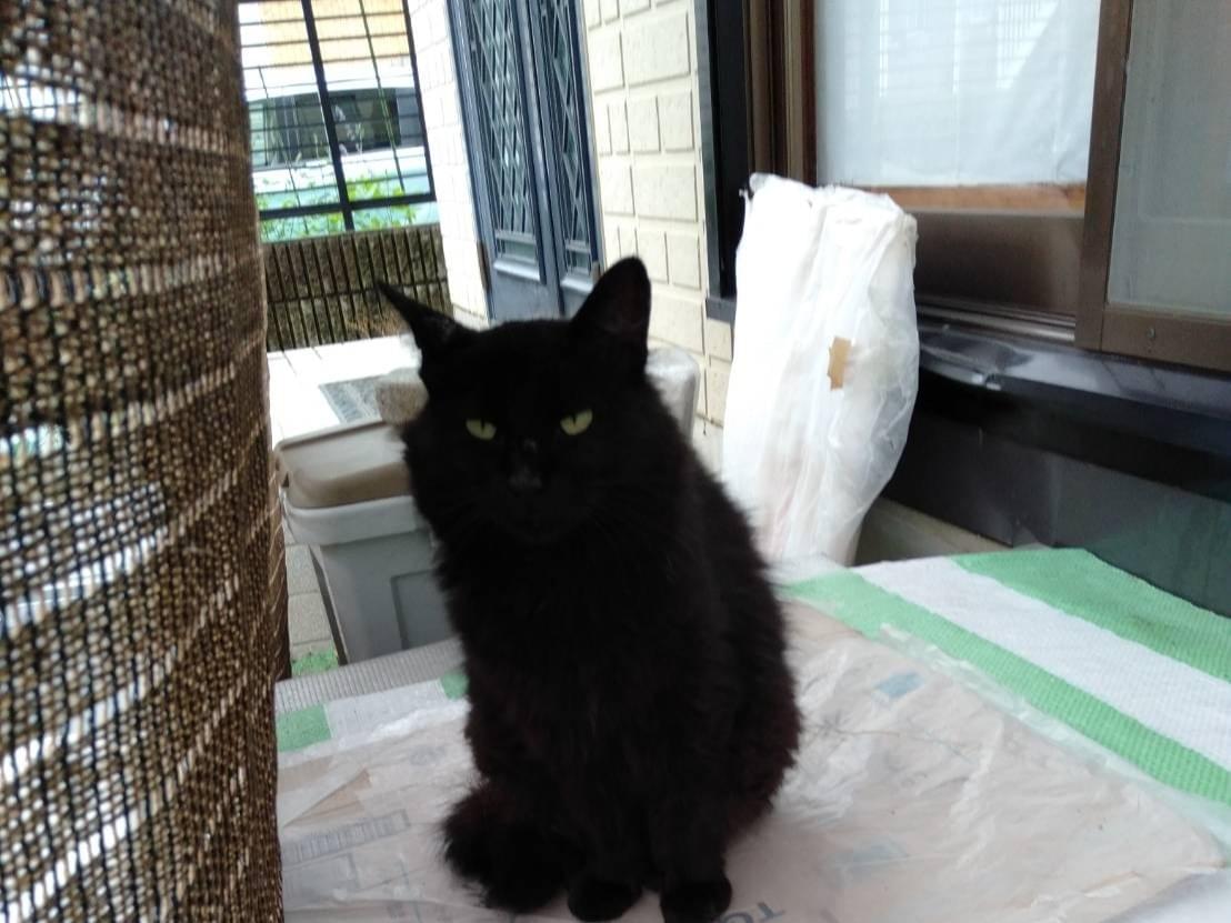 目撃された猫 目撃された猫