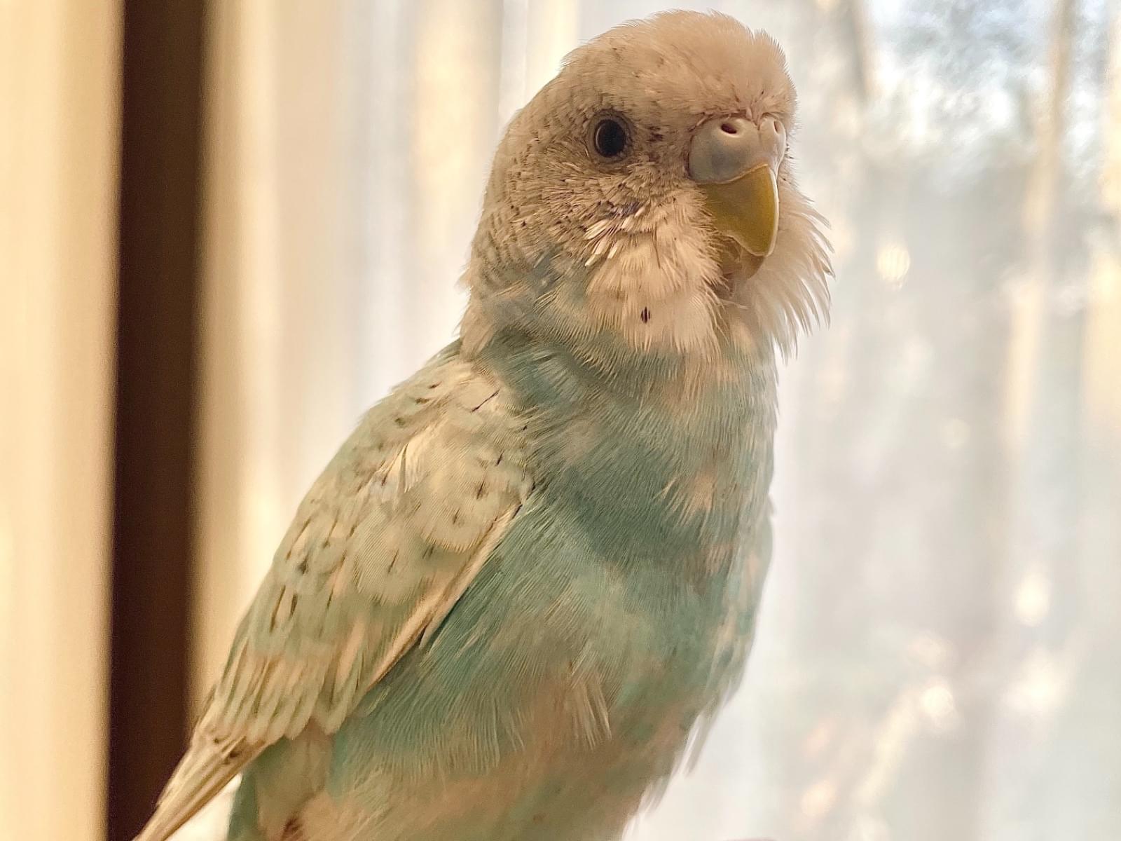 ひこちゃん ひこちゃん