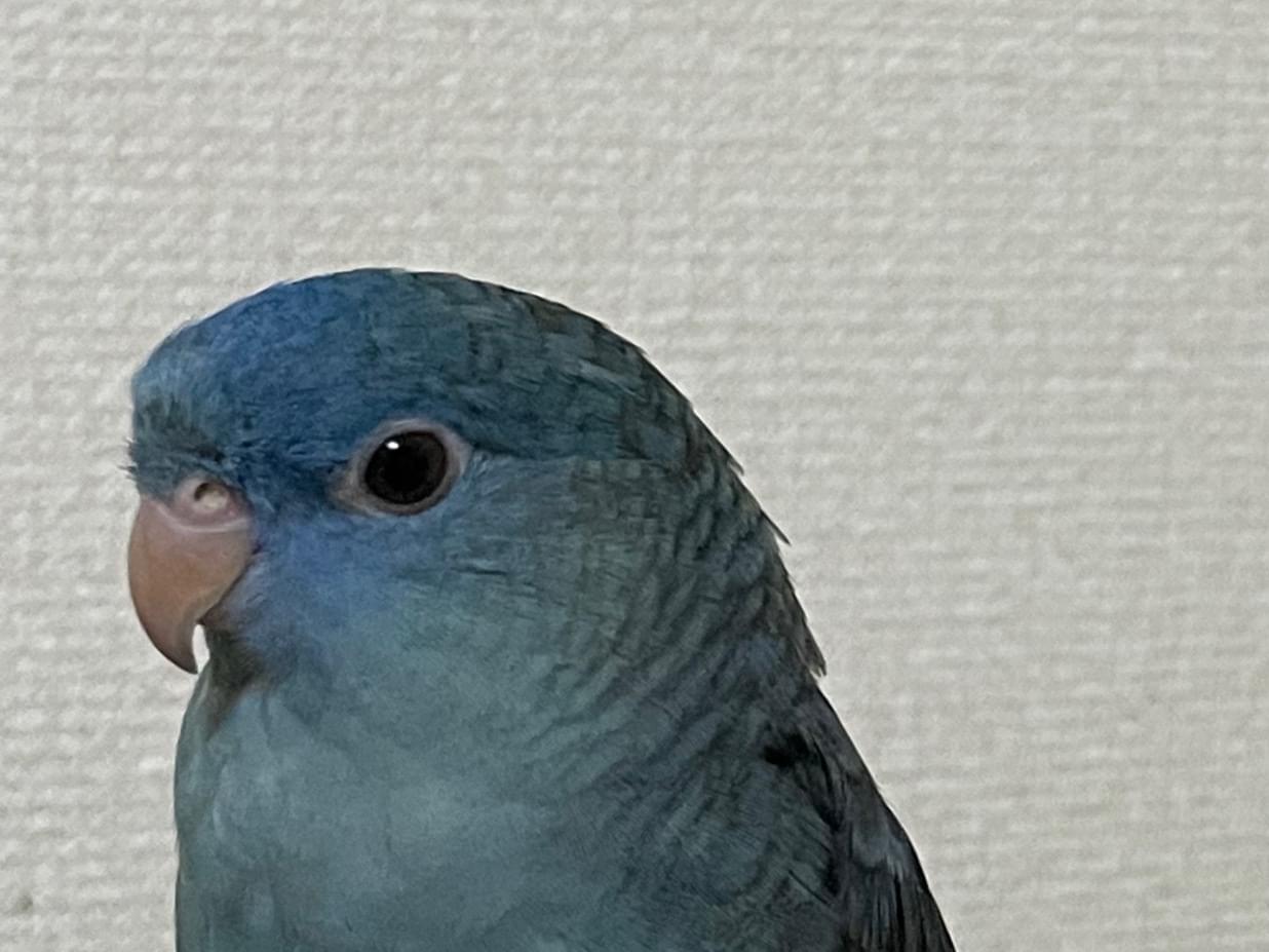 おそらちゃん おそらちゃん