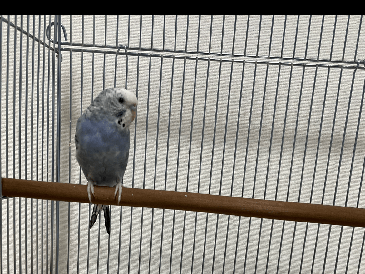 アオちゃん アオちゃん