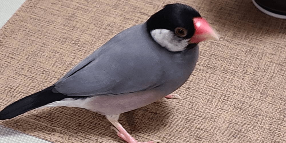 文鳥 ノーマル文鳥(グレー)頬がまだら