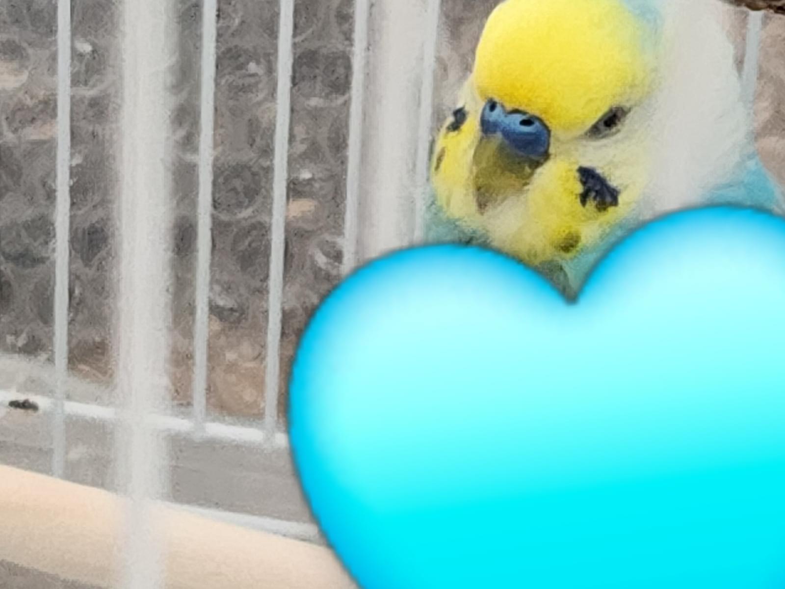 保護された鳥 保護された鳥