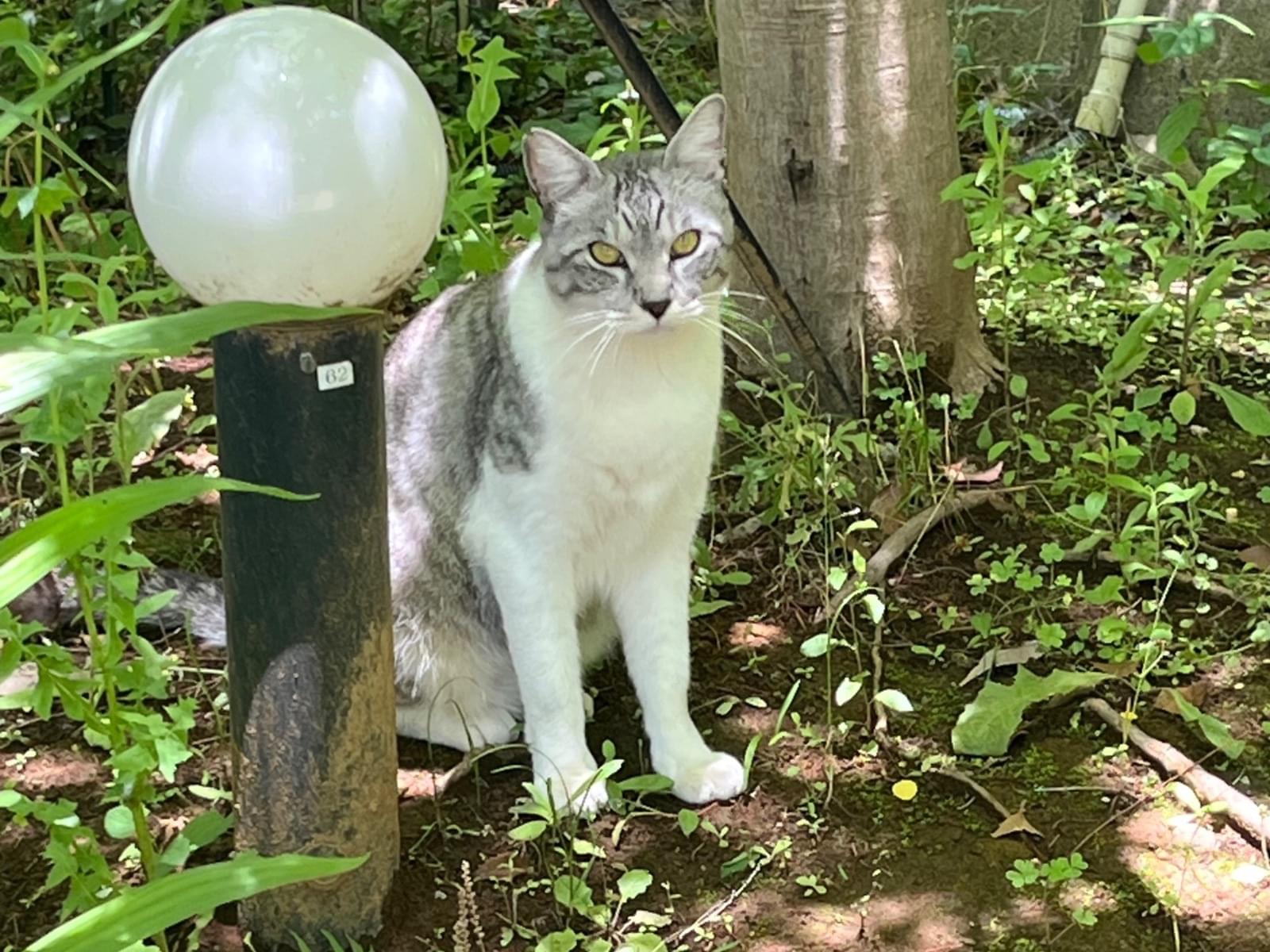 目撃された猫 目撃された猫