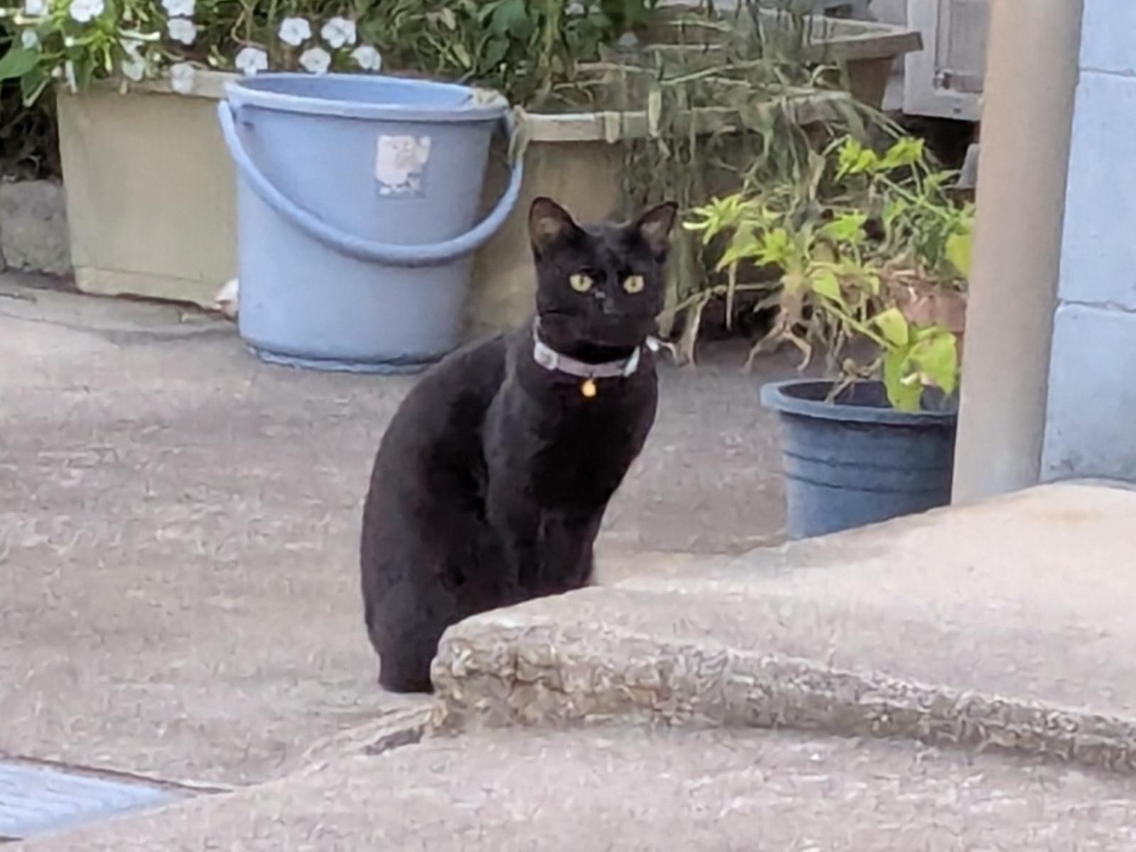 目撃された猫 目撃された猫