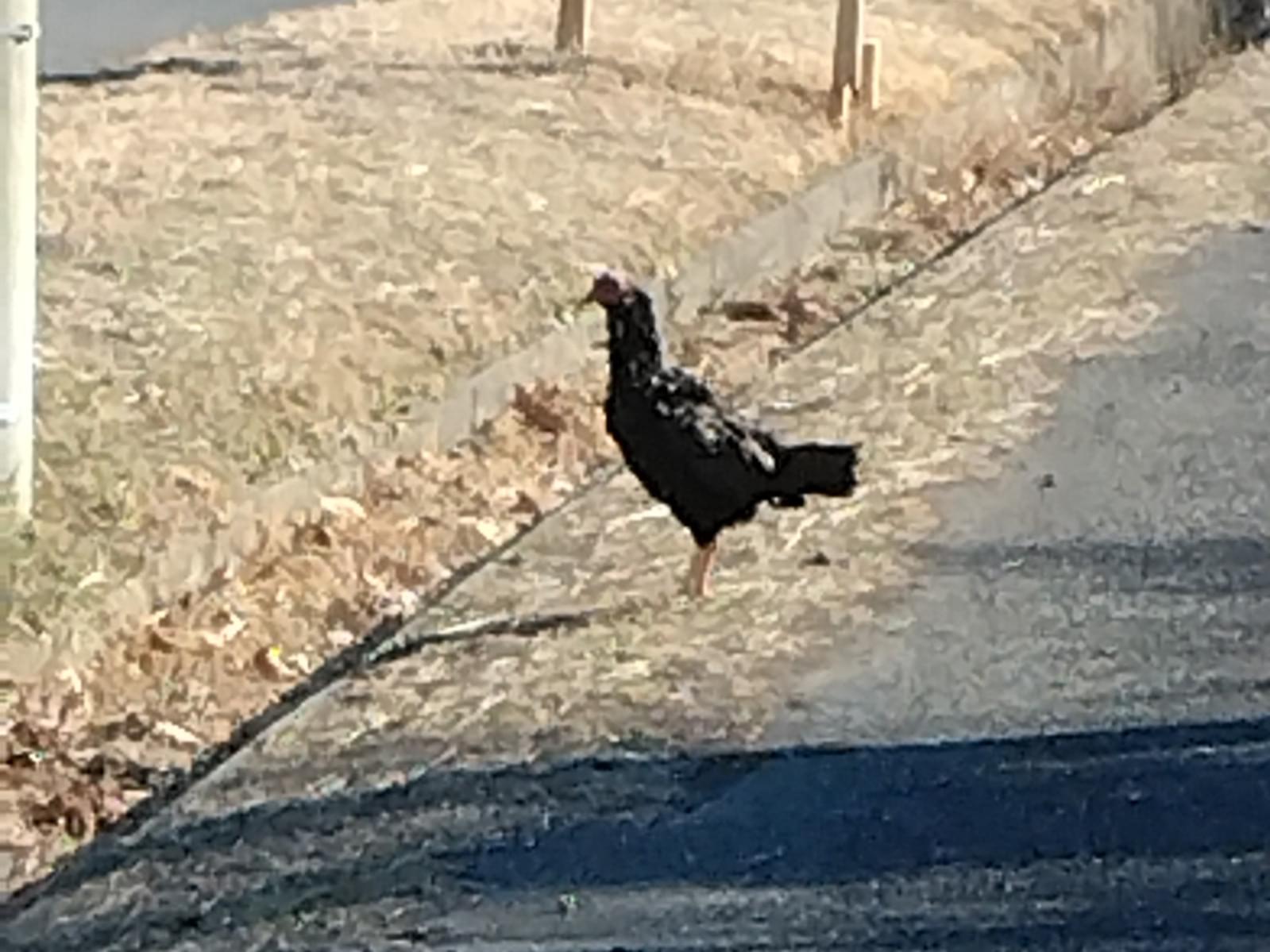 目撃された鳥 目撃された鳥