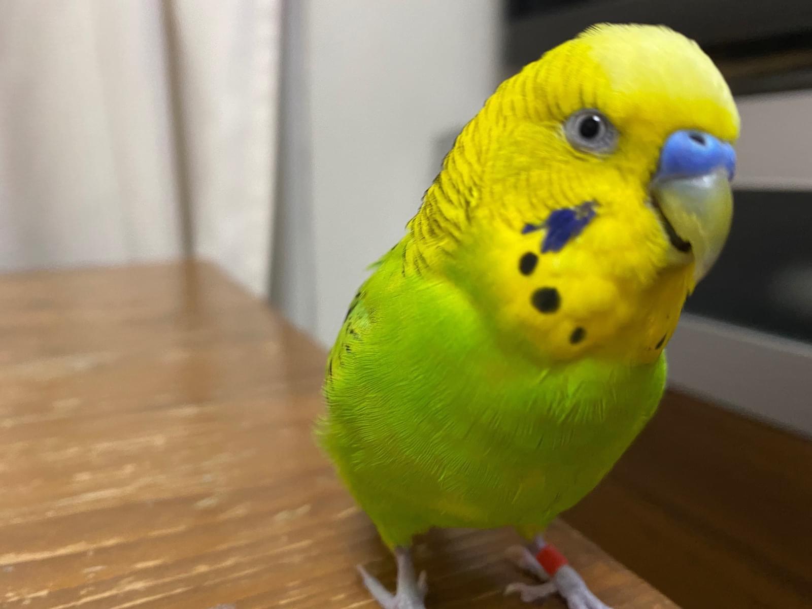 ぽんたちゃん ぽんたちゃん