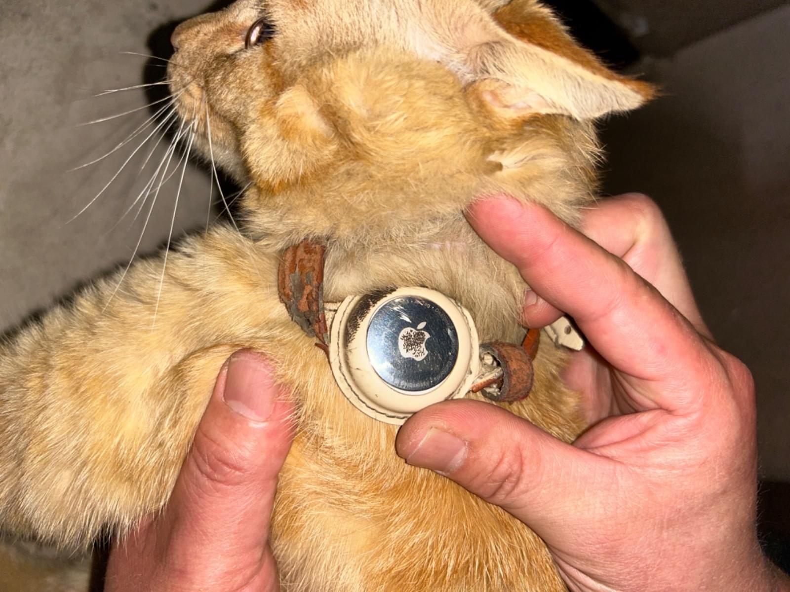 目撃された猫 目撃された猫