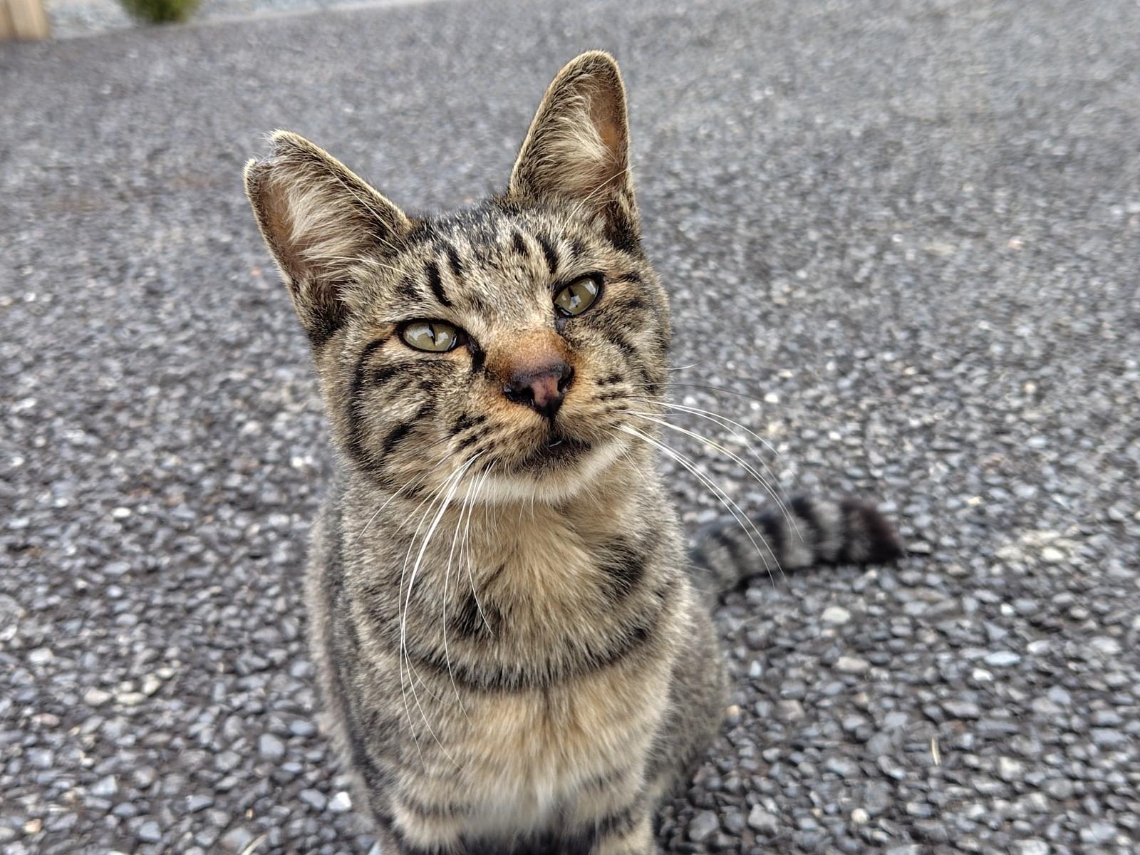 目撃された猫 目撃された猫