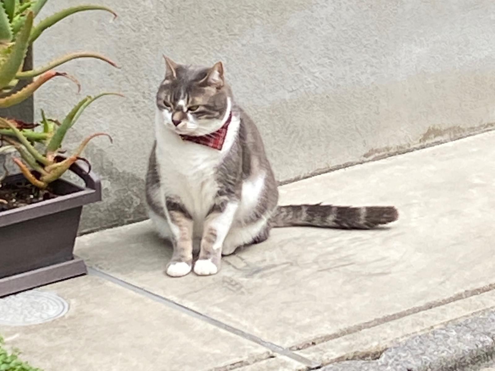 目撃された猫 目撃された猫