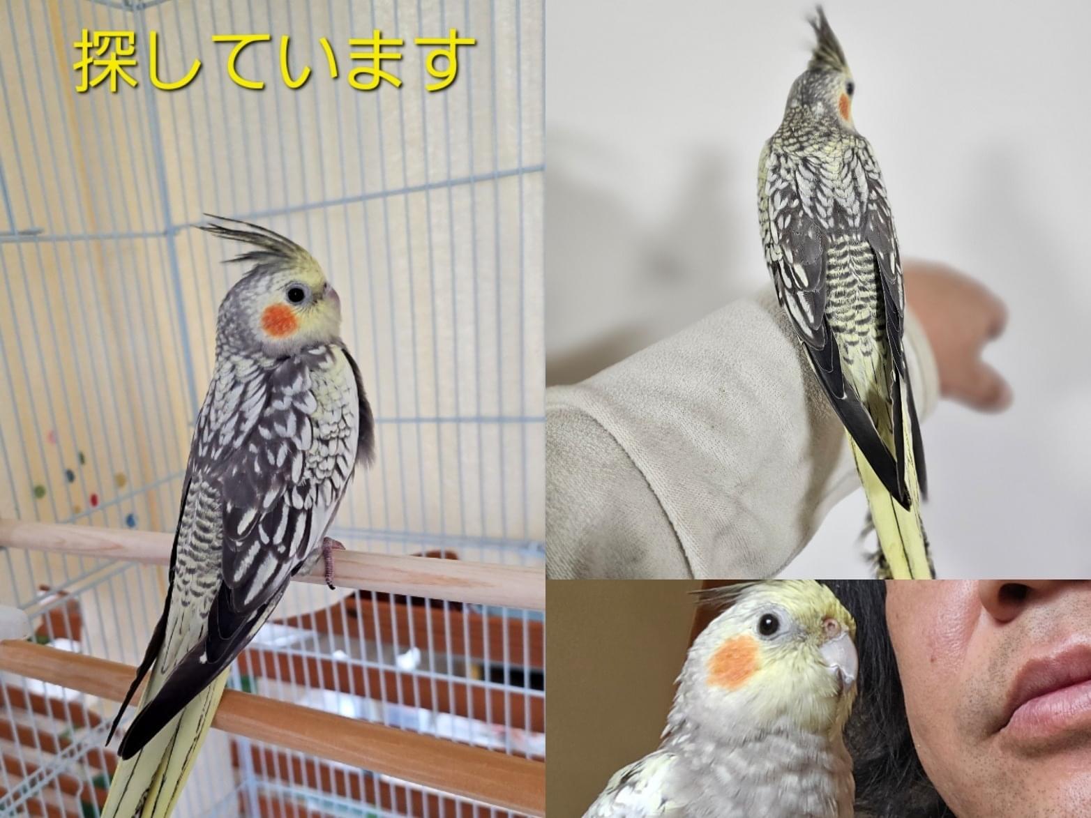 ぴよちゃん ぴよちゃん