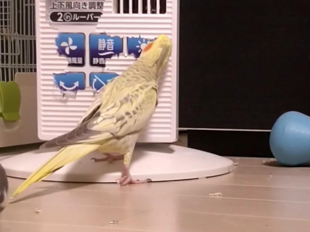 こむぎちゃん こむぎちゃん