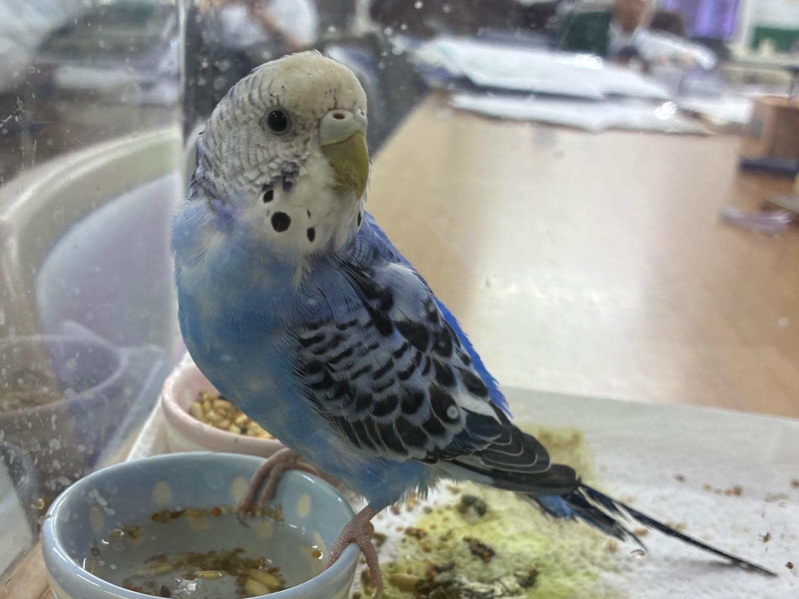 保護された鳥 保護された鳥