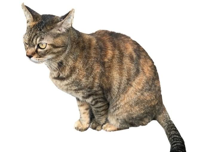 モモちゃん モモちゃん
