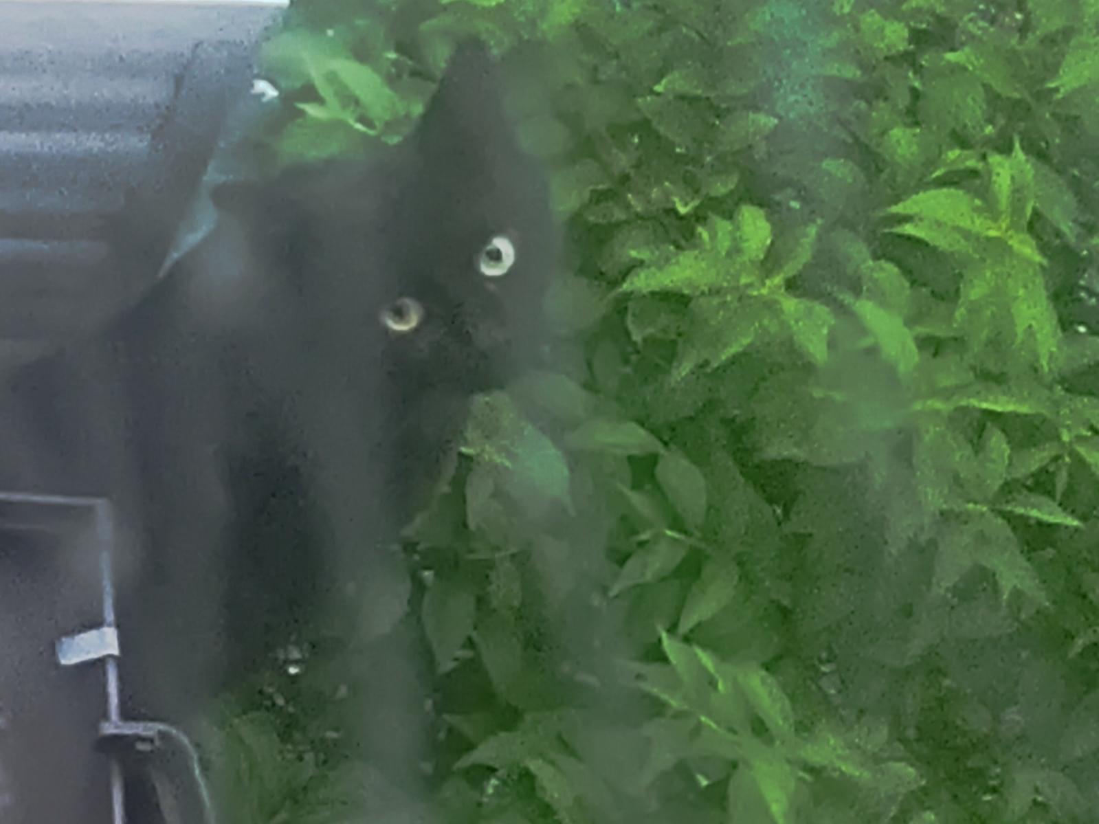 目撃された猫