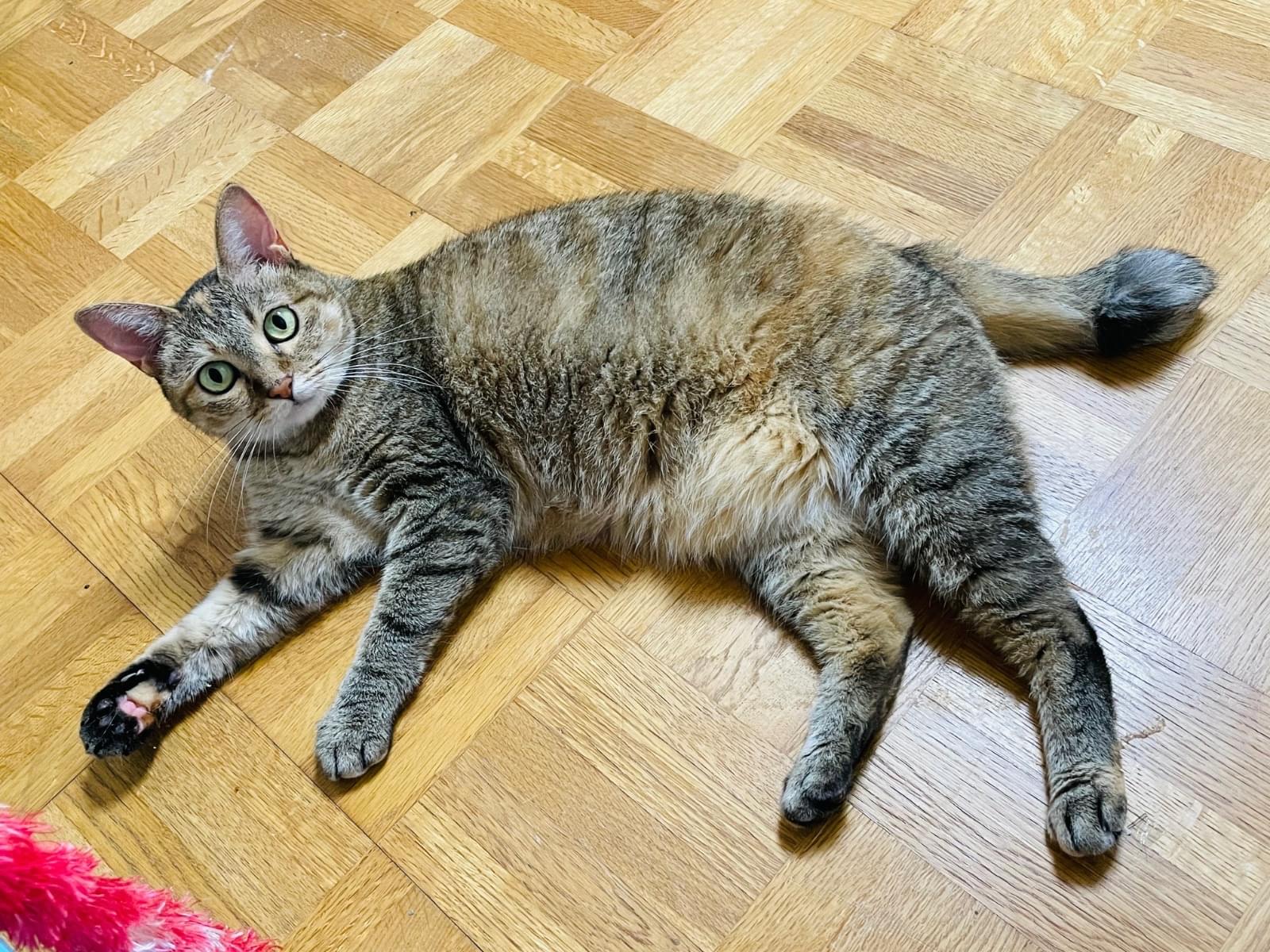 のえるちゃん のえるちゃん