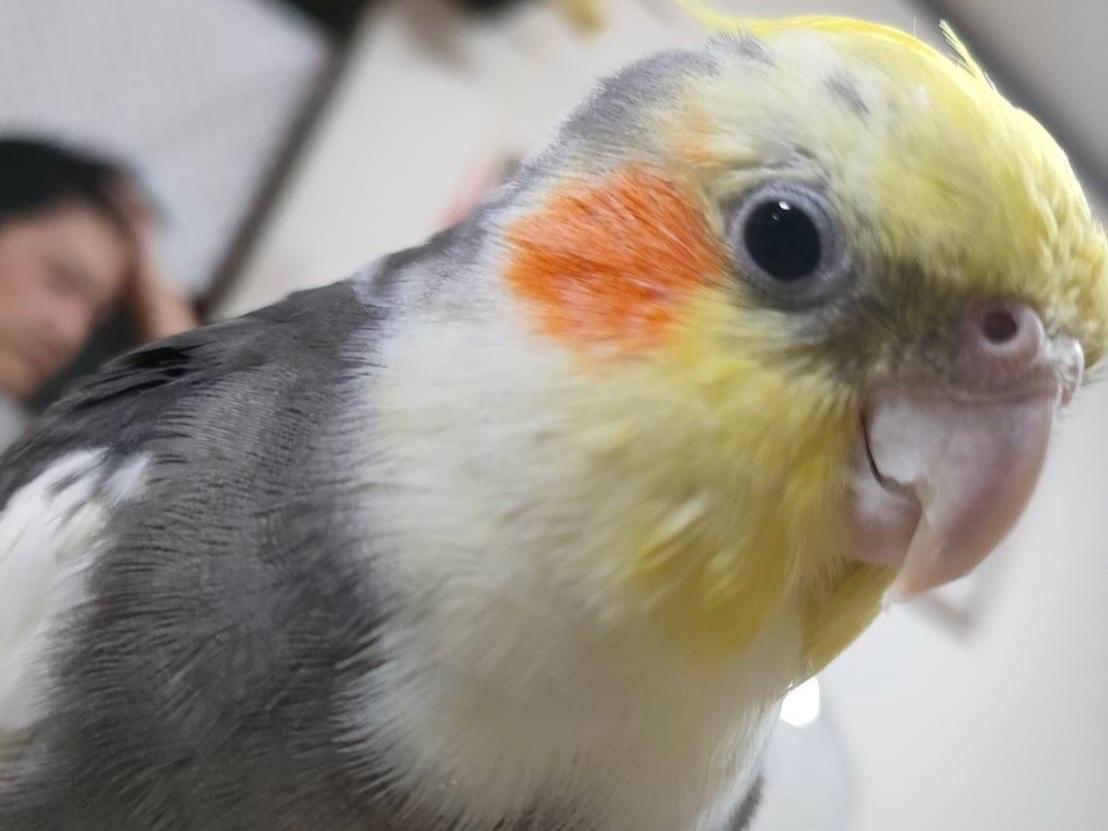 トラちゃん トラちゃん