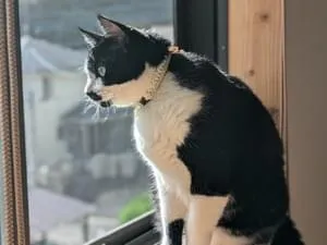 白黒ハチワレ顔にブチ有の猫を探しています