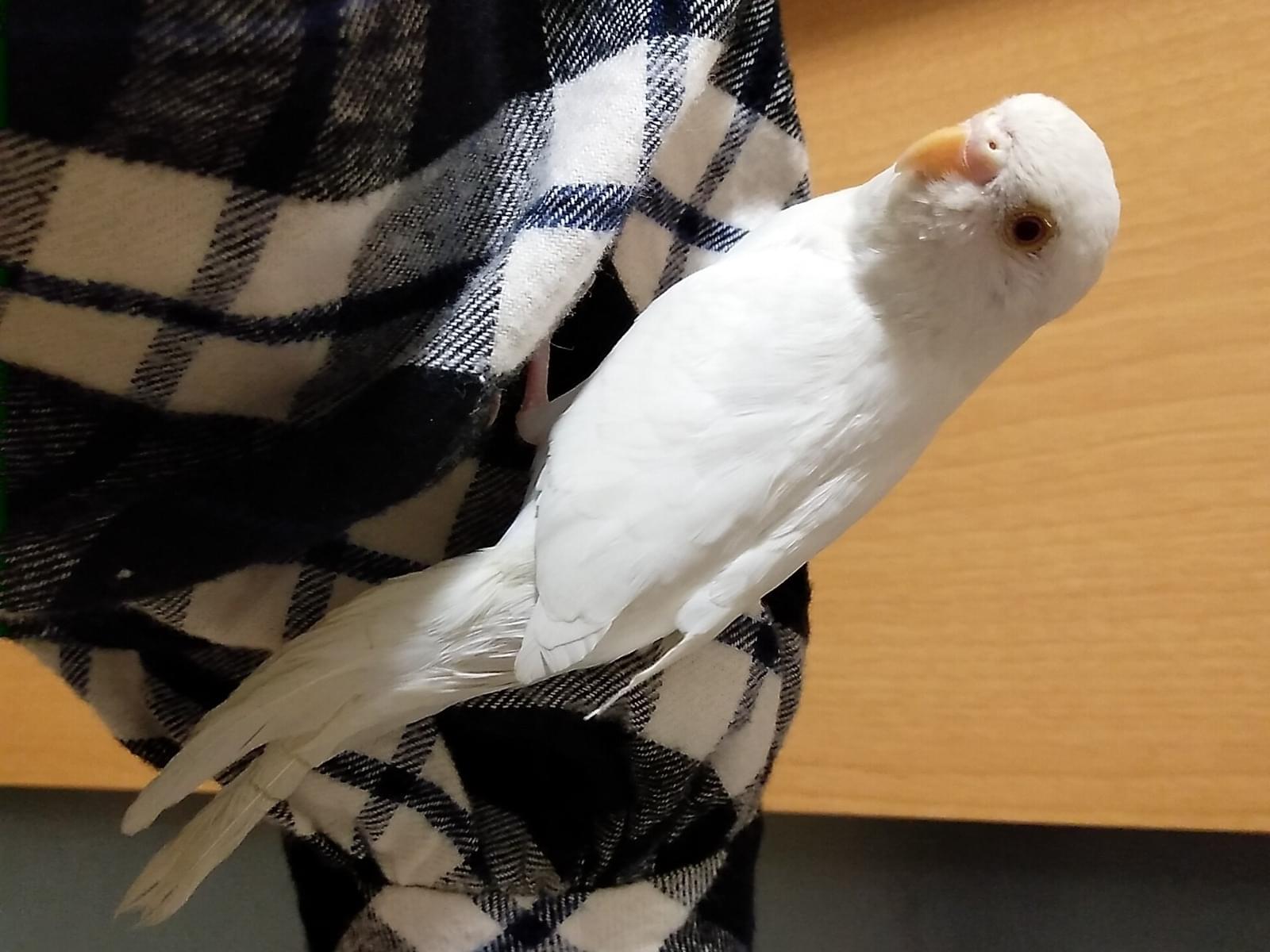保護された鳥 保護された鳥