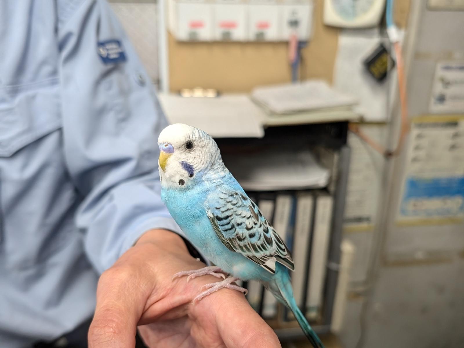 保護された鳥 保護された鳥