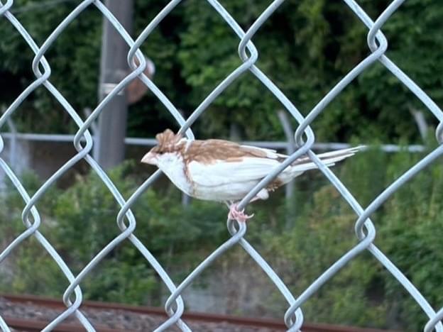 目撃された鳥 目撃された鳥