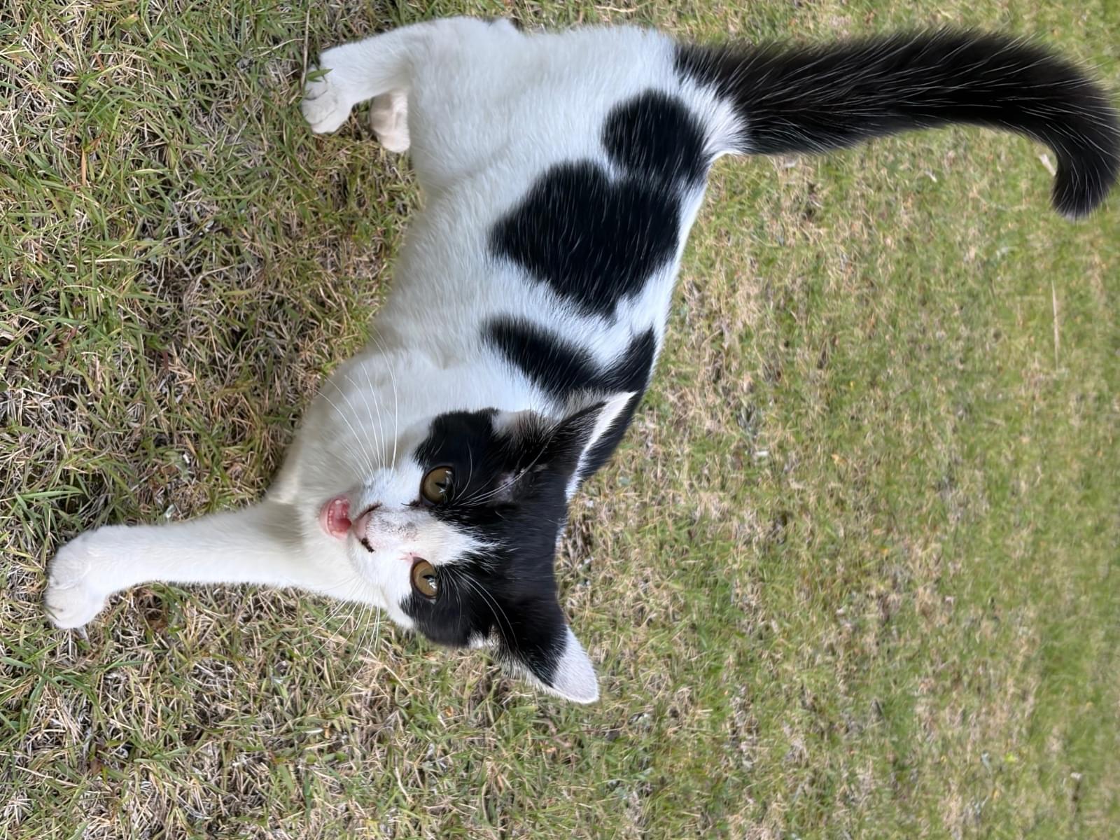 保護された猫 保護された猫