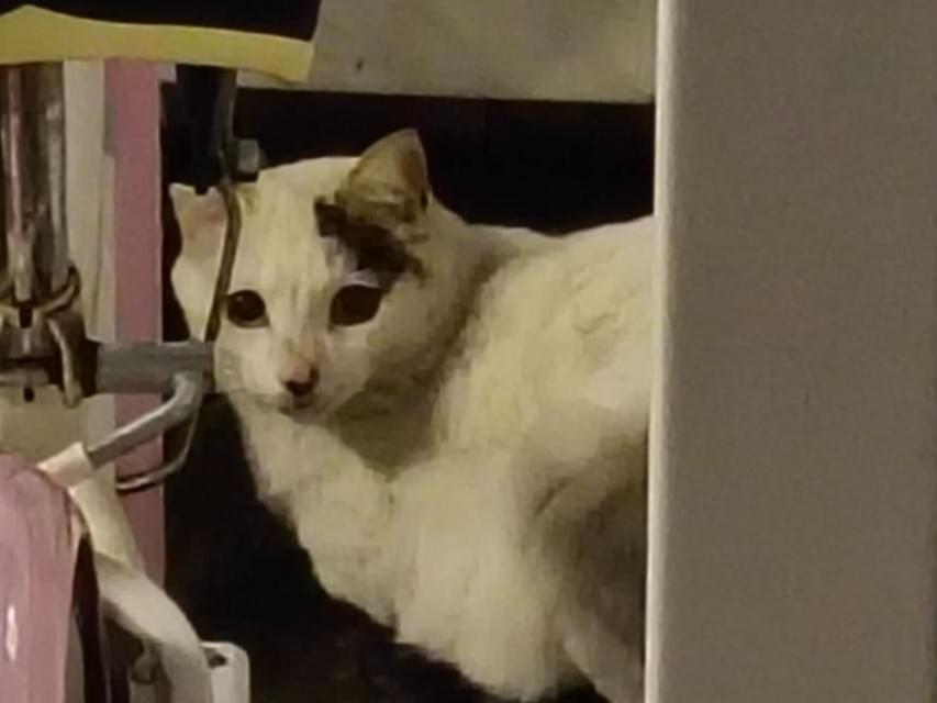 目撃された猫