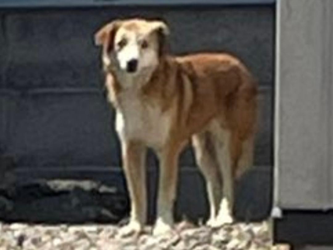目撃された犬 目撃された犬