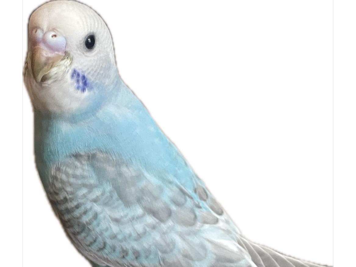 ぴちょんちゃん ぴちょんちゃん