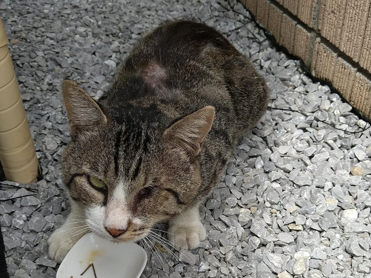 目撃された猫 目撃された猫