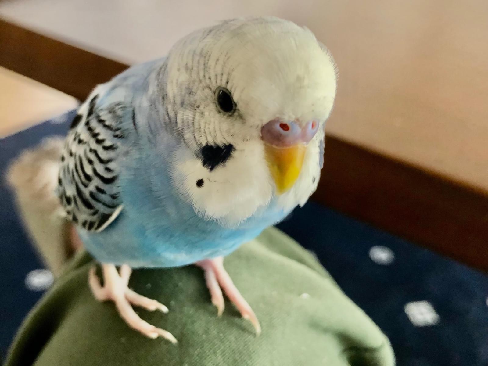 チャッピーちゃん チャッピーちゃん